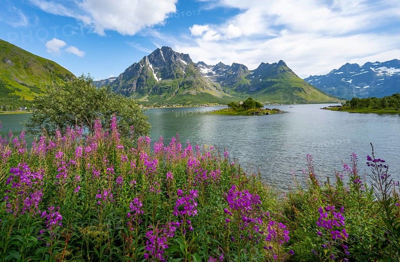 Pink flowers, blooming balsam at the fjord Austnesfjorden, idyllic mountains and fjord landscape, Nordland, Norway, Europe