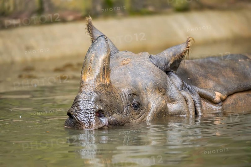 Square-lipped rhinoceros (Ceratotherium simum) swimming in the water, captive, Bavaria, Germany, Europe