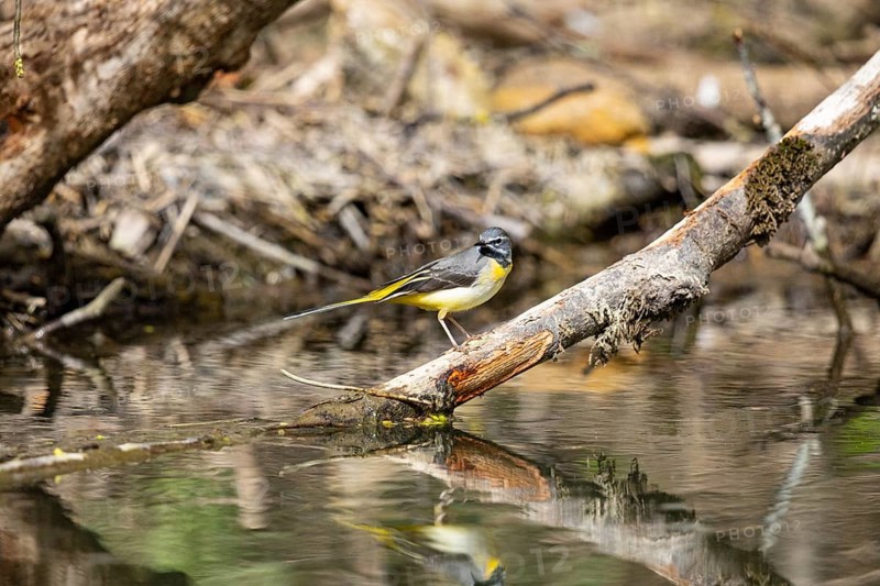 Grey wagtail (Motacilla cinerea) Germany