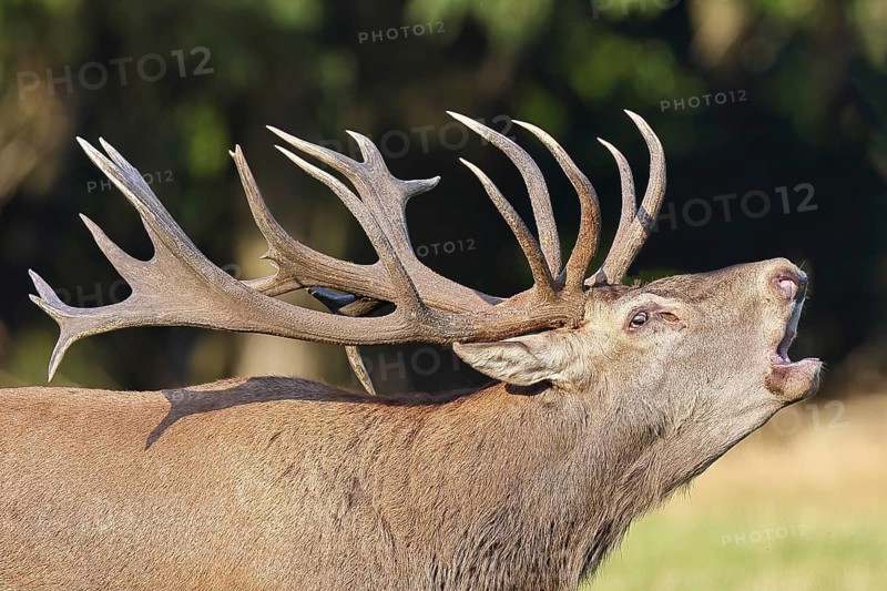 Red deer (Cervus elaphus) during the rutting season, a capital stag roaring in a forest clearing, animal portrait, wildlife, Sauerland, North Rhine-Westphalia, Germany, Europe
