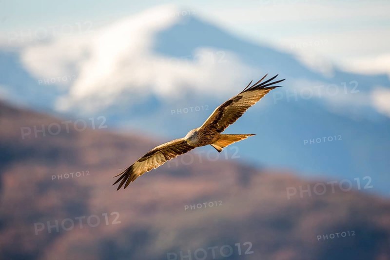 Red Kite (Milvus milvus) flying, Madrid, Spain, Europe