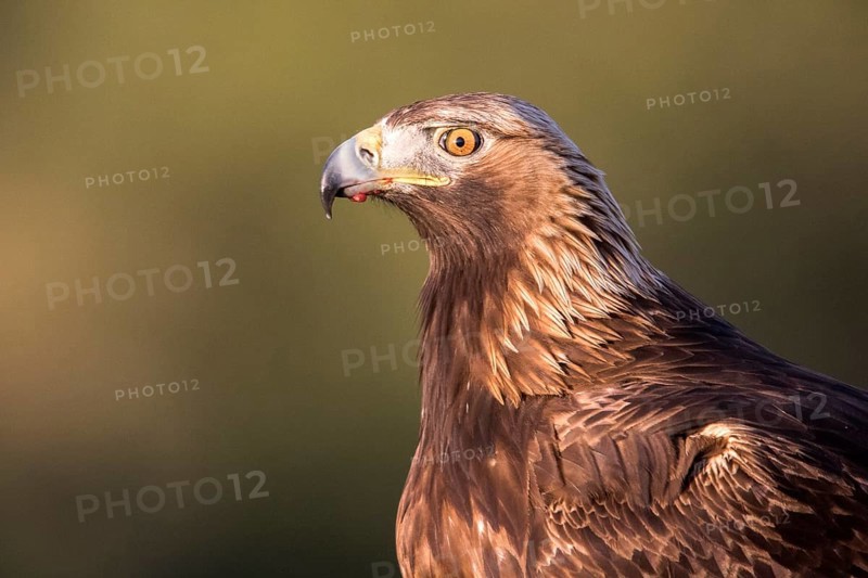 Golden Eagle (Aquila chrysaetos) female, Andalusia, Spain, Europe