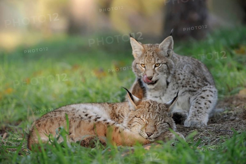 Eurasian Lynx (Lynx lynx) one sleeping and one playful cub, North Rhine-Westphalia, Germany, Europe
