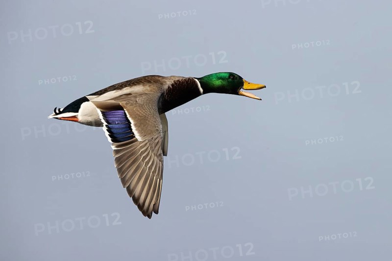 Mallard (Anas platyrhynchos) male calling in fligth, Smaland, Sweden, Europe