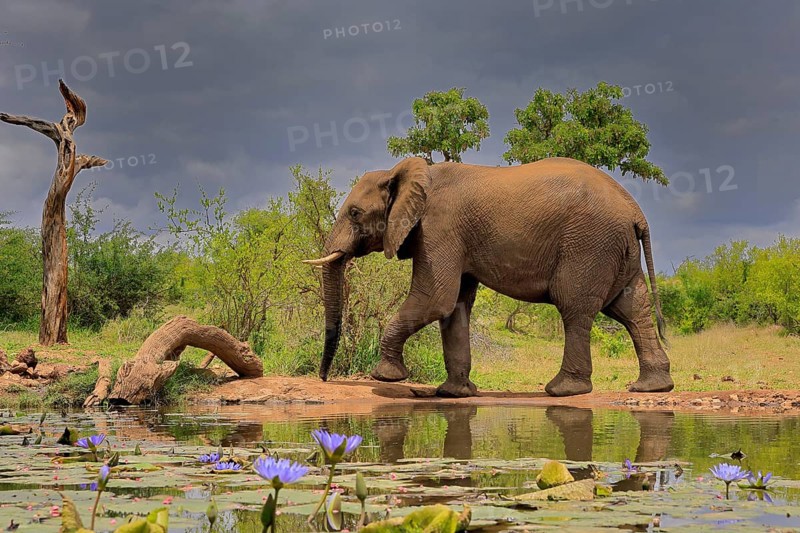 African elephant (Loxodonta africana), adult, male, bull, at the water, Kruger National Park, Kruger National Park, South Africa, Africa