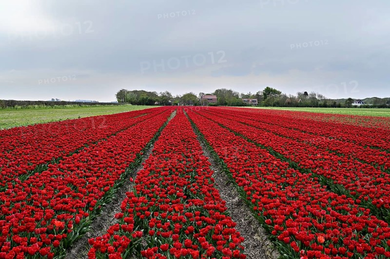 Tulip field with intense red flowers as a splash of colour in nature, Tulips (Tulipa), Texel, North Holland, Netherlands