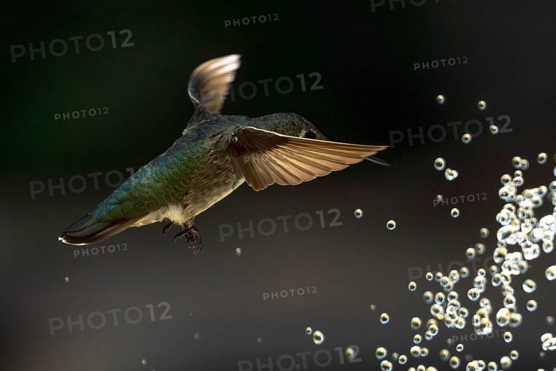 Anna's hummingbird (calypte anna) enjoying the water fountain drops