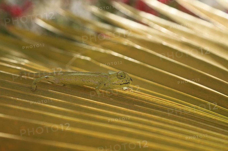 Chameleon (Chamaeleoninae), Djerba, Tunisia, Africa