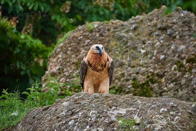 A bearded vulture (Gypaetus barbatus), sitting on a rock and attentively observing its surroundings, summer, Switzerland, Europe