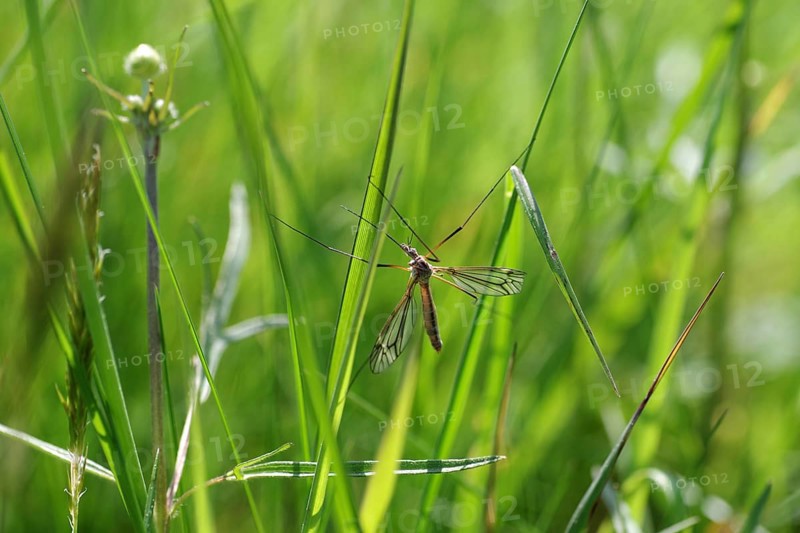 Crane fly (Tipulidae), Nephrotoma, Long-horned fly, Insect, Macro, Crane fly clings with its long legs to the blades of grass in the meadow