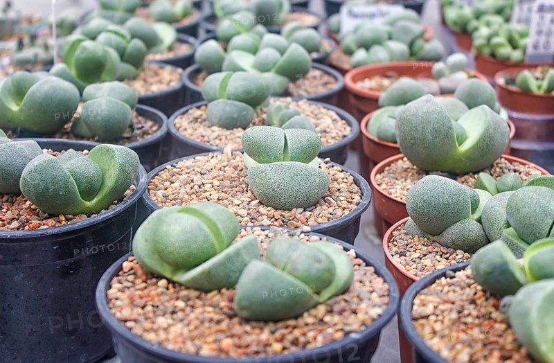 Small succulent plants background. greenhouse, top view, floral texture