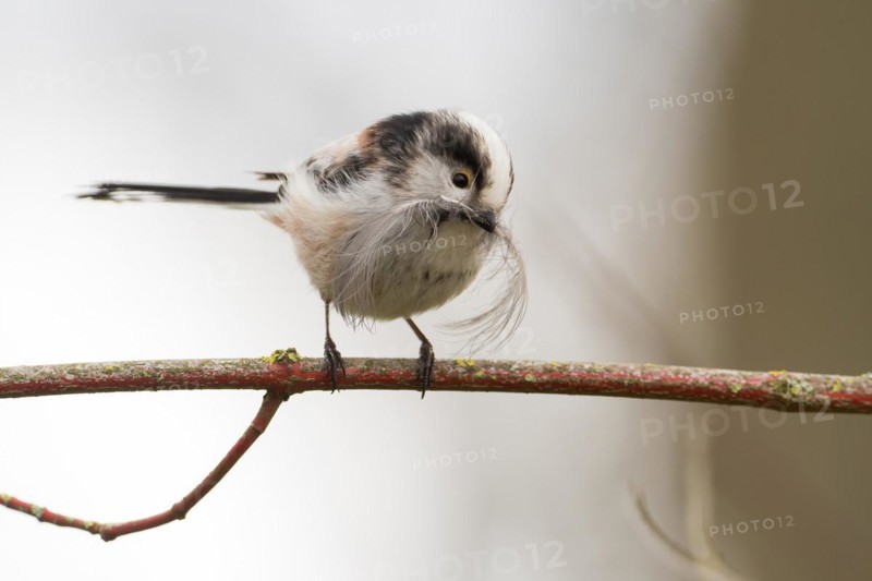 A long-tailed tit (Aegithalos caudatus) sitting on a branch and holding a feather in its beak, Hesse, Germany, Europe