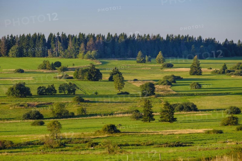 Juniper heaths, Hochrhönstraße, UNESCO biosphere reserve, near Hausen, Rhön, Bavarian Rhön, Rhön, Lower Franconia, Bavaria, Germany, Europe