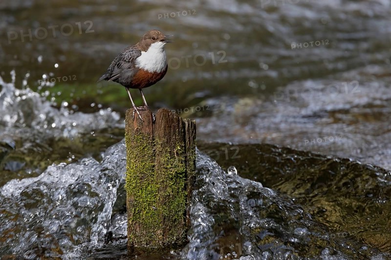 White-throated Dipper (Cinclus cinclus) singing on an old wooden pole in the water, Austria, Upper Austria, Europe