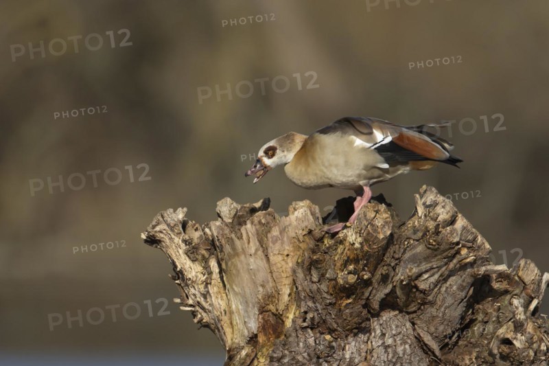 Egyptian goose (Alopochen aegyptiaca) adult bird feeding on a tree stump, Suffolk, England, United Kingdom, Europe