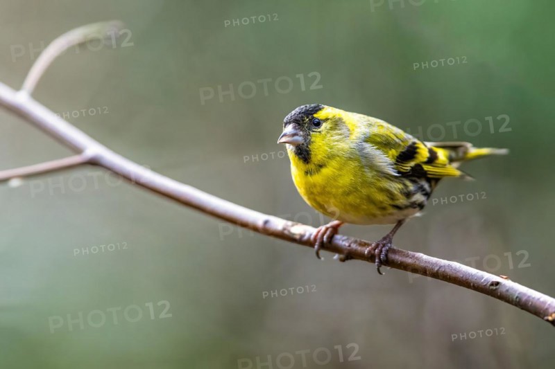 Male of Eurasian Siskin, Spinus spinus, bird in forest at winter sun