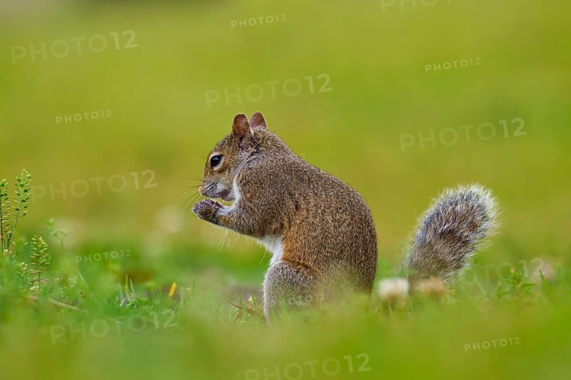Grey Squirrel (Sciurus carolinensis), on meadow, springtime, Florida, USA, North America