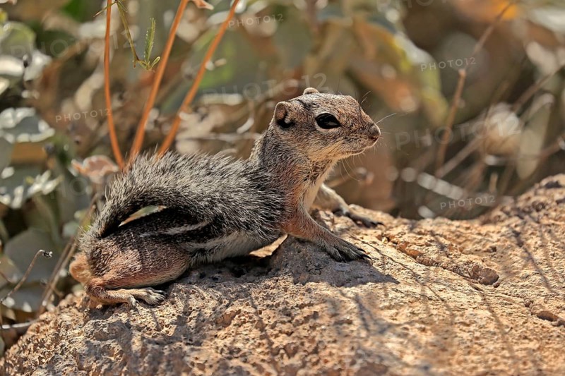 Antelope gopher, (Ammospermophilus harrisii), adult, on tree, foraging, Sonoran Desert, Arizona, North America, USA, North America