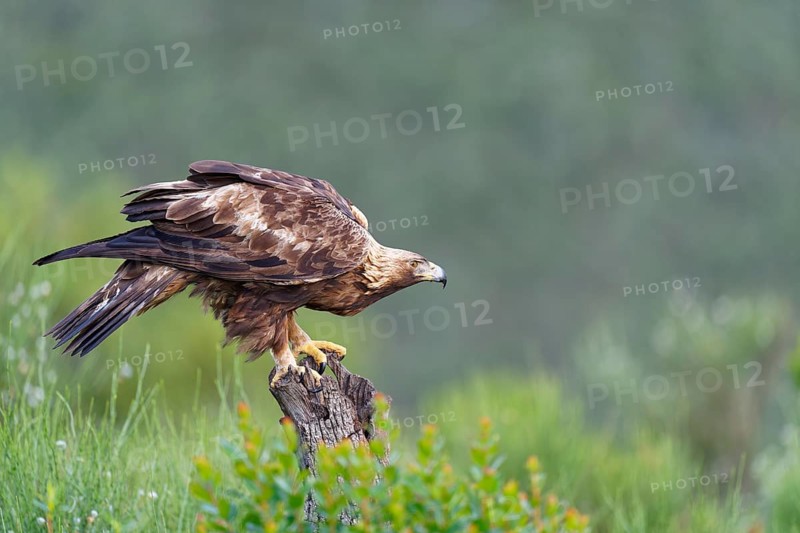 Golden eagle (Aquila chrysaetos) on its perch, a tree stump, Extremadura, Spain, Europe