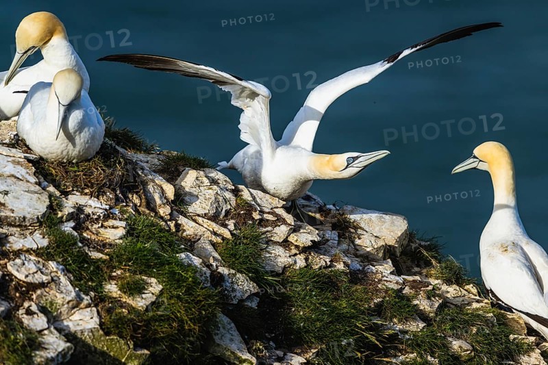 Northern Gannet, Morus bassanus, birds on cliff, Bempton Cliffs, North Yorkshire, England, United Kingdom, Europe