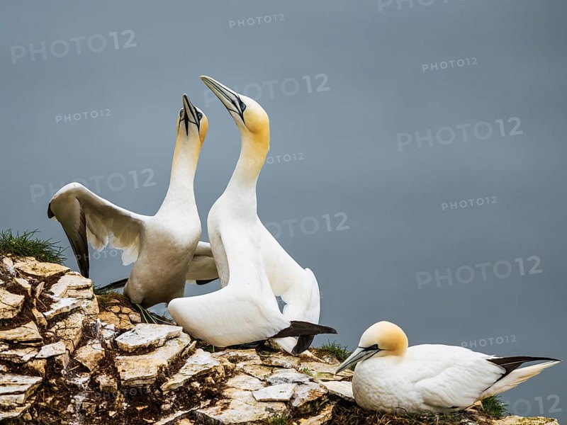 Northern Gannet, Morus bassanus, birds on cliff, Bempton Cliffs, North Yorkshire, England, United Kingdom, Europe