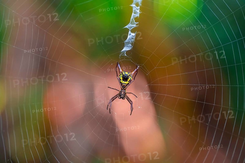 Wheel web spider (micrathena brevipes) in a spider web, Tortuguero National Park, Costa Rica, Central America