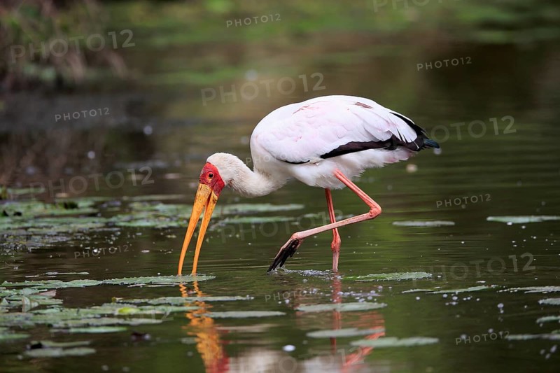 Glutton (Mycteria ibis), adult, in the water, foraging, Kruger National Park, Kruger National Park, Kruger National Park South Africa