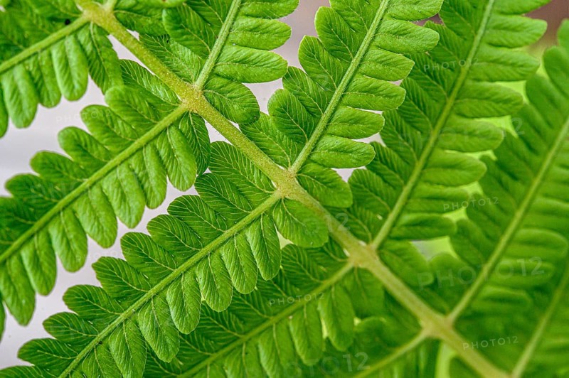 Close-up of a green fern shows its complex texture