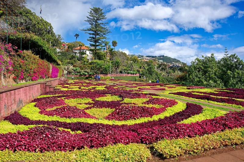 Flowerbeds planted as a pattern, Botanical Garden, Jardim Botanico, Funchal, Madeira, Portugal, Europe