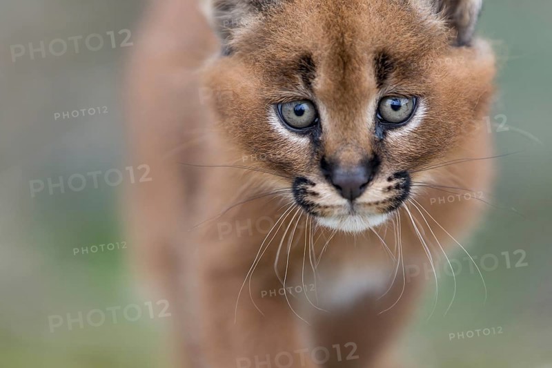 Caracal (Caracal caracal) cub portrait, Castile-La Mancha, Spain, Europe