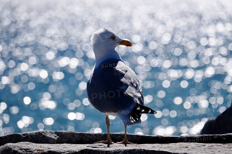 Seagull in front of the glittering waters of the Baltic Sea, Mecklenburg-Vorpommern, Germany, Europe