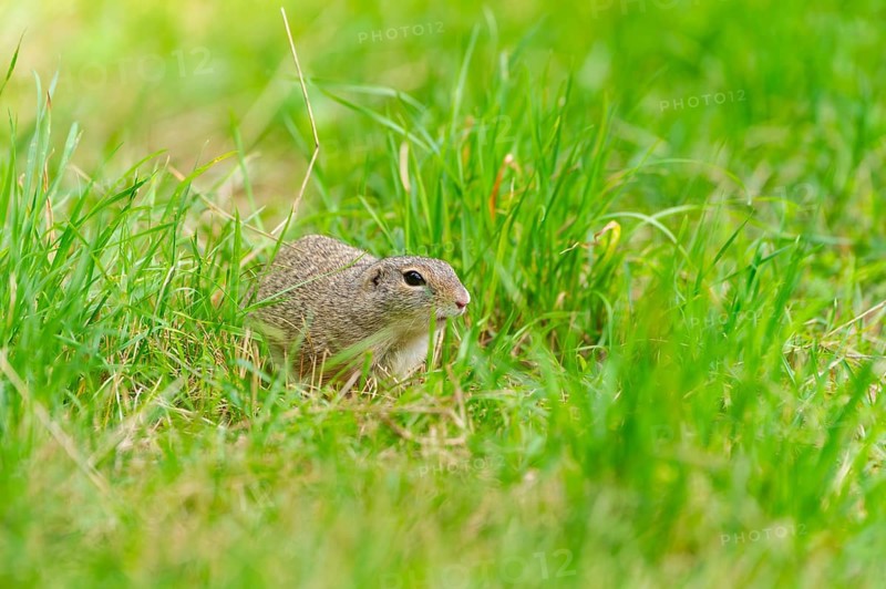 European ground squirrel (Spermophilus citellus) on a meadwo, Bavaria, Germany, Europe