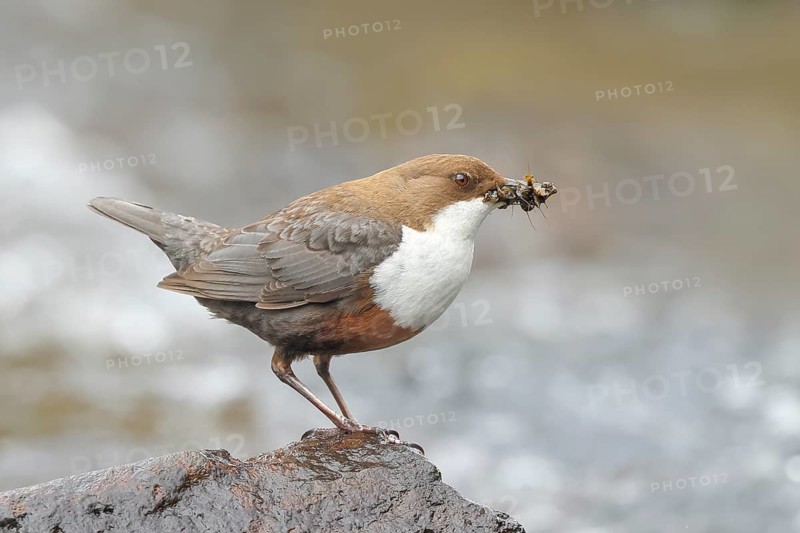 White-throated Dipper (Cinclus cinclus) on a stone on the bank of a river, wildlife, nature photography, songbird, Siegerland, North Rhine-Westphalia, Germany, Europe