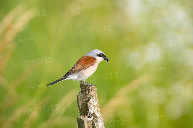 Red-backed shrike (Lanius collurio) ml Germany