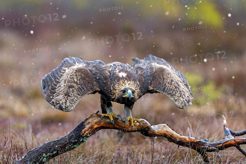 European golden eagle (Aquila chrysaetos chrysaetos) taking off from branch in moorland, heathland during snow shower in winter