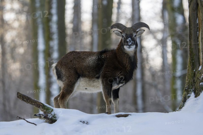 Mouflon (Ovis-gmelini) in winter in the forest, Vulkaneifel, Rhineland-Palatinate, Germany, Europe