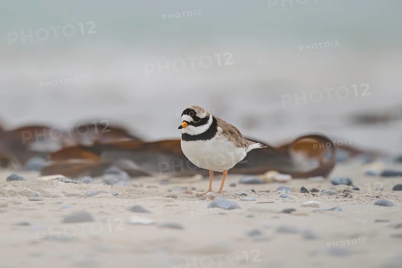 Common ringed plover (Charadrius hiaticula) on the beach, Düne, Helgoland, Schleswig-Holstein, Germany, Europe
