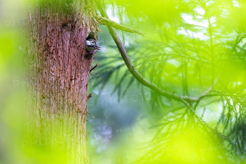 Great spotted woodpecker (Dendrocopos major), begging almost fledged young bird looking out of its nesting cavity, Bad Homburg, Hesse, Germany, Europe