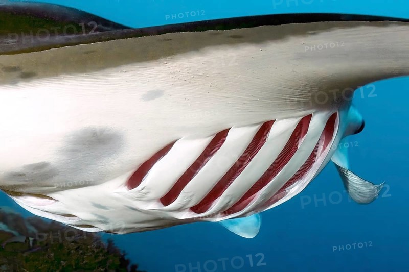 Close-up details of open gill slits with red gills respiratory organs of fish Giant ray (Manta) Devil ray, Pacific Ocean