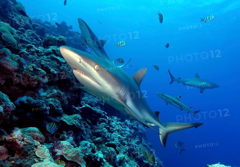 Underwater photo close-up of Grey reef shark (Carcharhinus amblyrhynchos) swimming over coral reef directly towards viewer, Pacific Ocean, Yap Island, Yap State, Caroline Islands, Federated States of Micronesia FSM, Australia, Oceania
