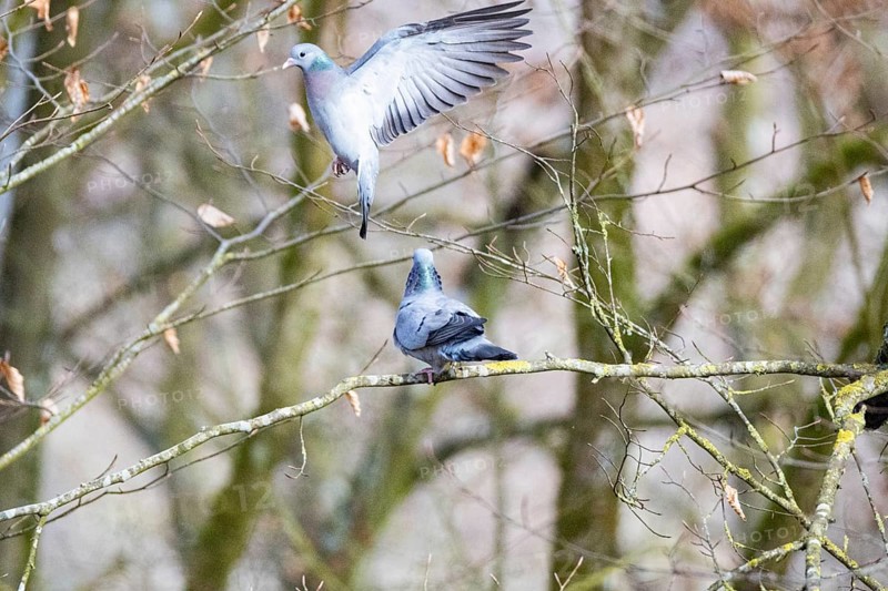 Stock Dove (Columba oenas) Germany