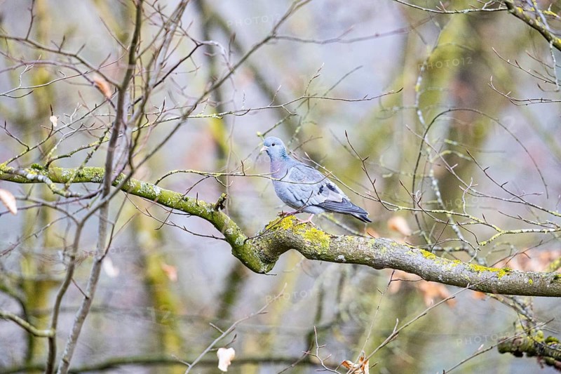 Stock Dove (Columba oenas) Germany