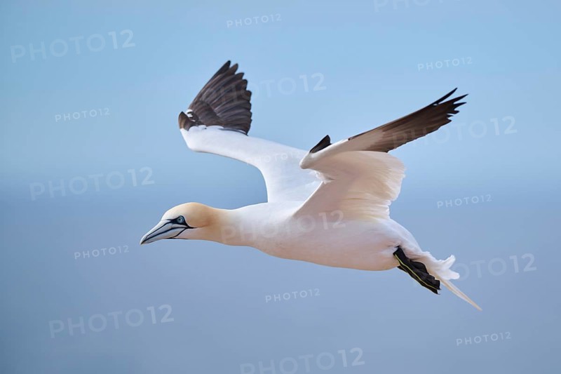Northern gannet (Morus bassanus) flying over the sea, landing, wildlife, Helgoland, Germany, Europe