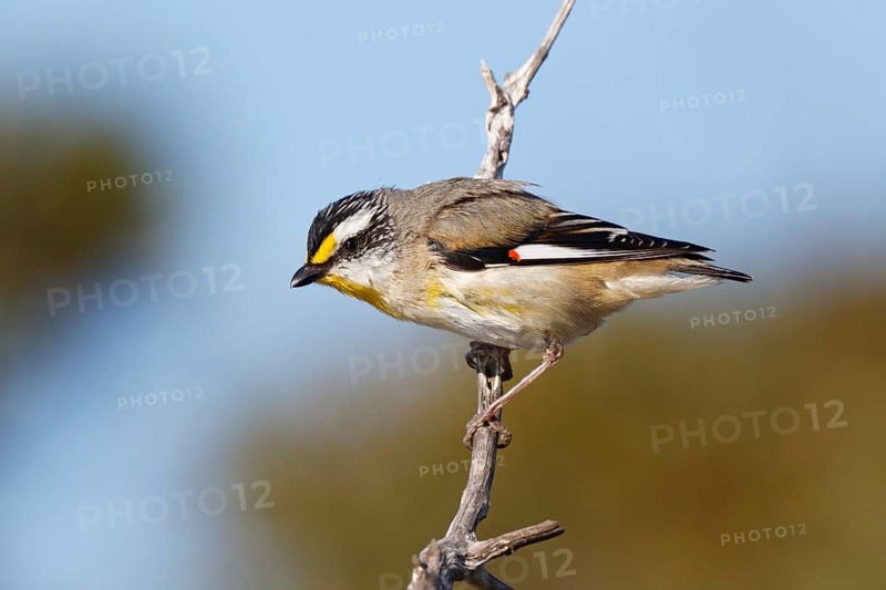 Striated Pardalote (Pardalotus striatus) perched on a branch, South Australia, Australia, Oceania