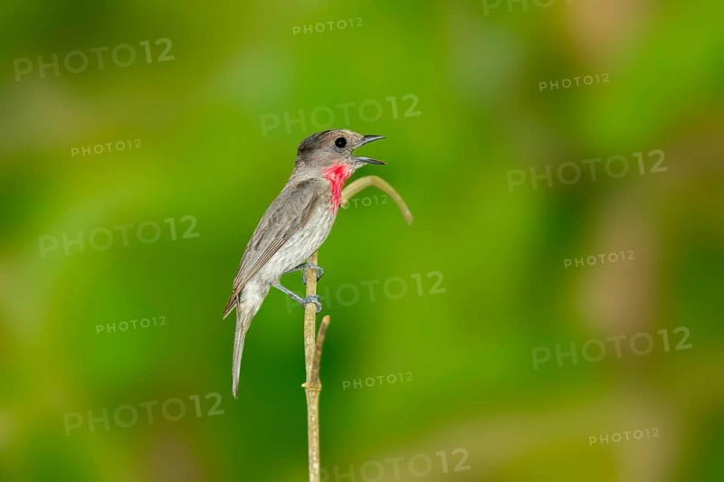 Rose-throated Becard Pachyramphus aglaiae La Bajada, Nayarit, Mexico 8 June Adult Male singing. Tityridae