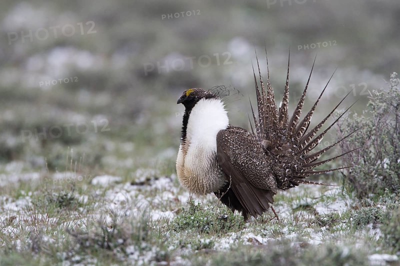 May 1, 2010 Male Sage Groouse displaying on snowy lek
