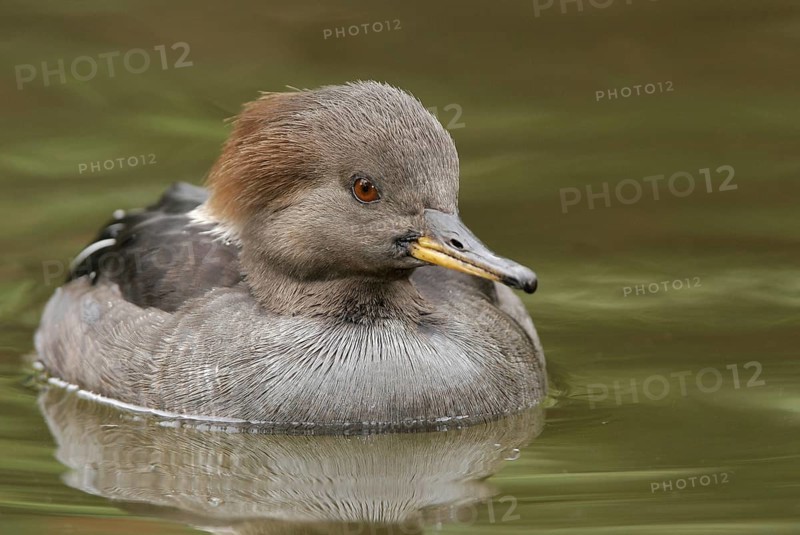 Hooded Merganser (Lophodytes cucullatus) female, Arizona, USA, North America