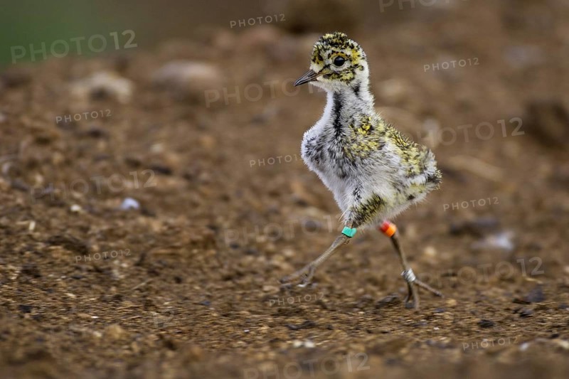 European Golden Plover (Pluvialis apricaria) juvenile, Lower Saxony, Germany, Europe