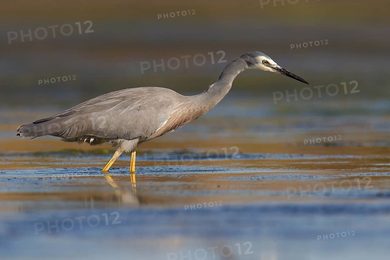 White-faced Heron (Egretta novaehollandiae), Australia, Oceania