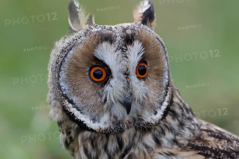 Waldohreule Kopfportrait von vorn, lat. Asio otus, Wiese